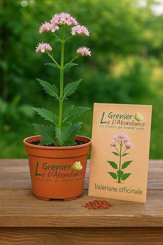 100 graines à semer - Le Grenier d'Abondance - Valériane officinale – Valeriana officinalis
