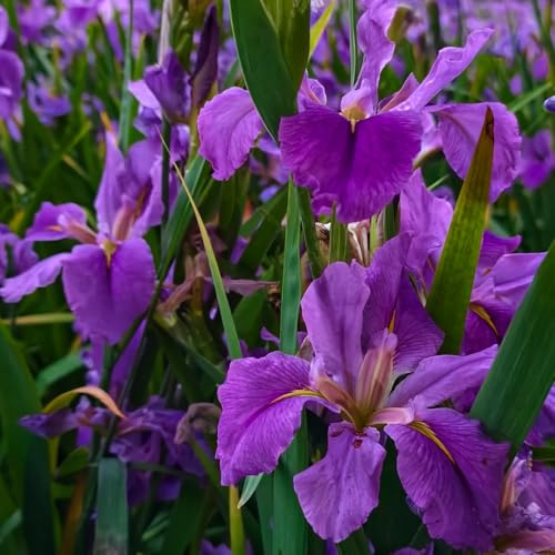 iris da balcone, decorative in vaso iris decorazioni da giardino per esterni decorazione soggiorno resistenti giardino e balcone 9bulbi