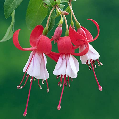 Fuchsiensamen balkonpflanzen frühling wildblumensamen herbstaussaat Fuchsien schnittblumen blumensaat dekopflanzen gartenblumen mehrjährig winterhart frühlingsblumen blumenwiesensaat 100samen
