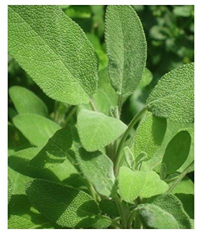 PREMIER SEEDS DIRECT - Herbs - SAGE Seeds - Broad LEAVED (2,500 Seeds)