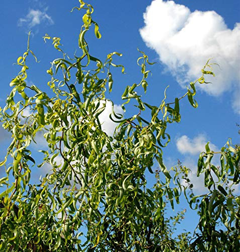 Korkenzieherweide 100-125cm - Salix matsudana - lebende Gartenpflanze aus den Baumschulen