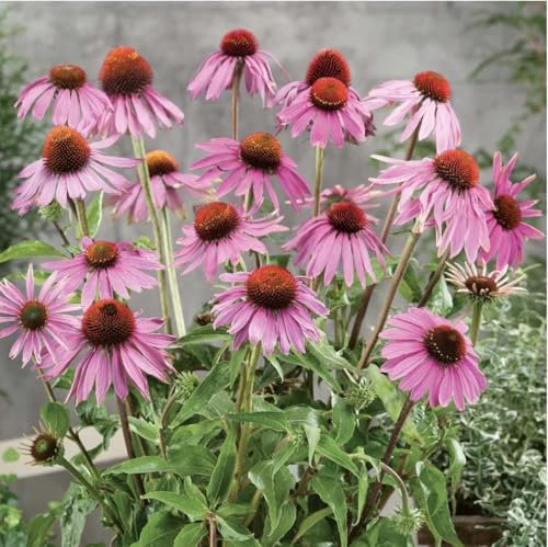 Echinacea Perennial coneflower 'Magnus' Hardy Pink Flowering Bushy Garden Plants Easy to Grow Your Own Flower 150 Seeds
