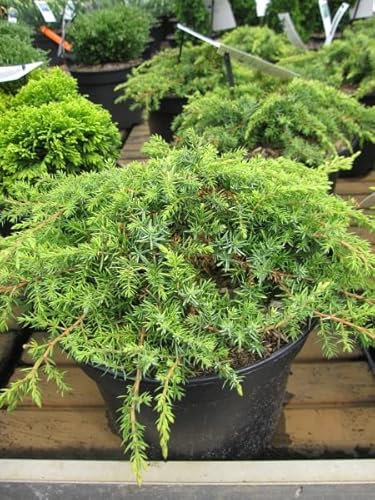 Kriechwacholder Lemon Carpet - Teppichwacholder - Juniperus communis - 25-30