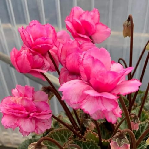 semi di ciclamino da esterno - ciclamino - luoghi soleggiati da giardino roccioso resistenti biologici per aiuola primaverile, selvatici 60pcs