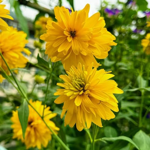 Sonnenhut - schmetterlingsflieder bodendecker mehrjährige stauden winterhart gartensamen blumenbeet balkon balkonpflanzen frühling indoor garten herbstblumen winterhart blumensaat 400samen