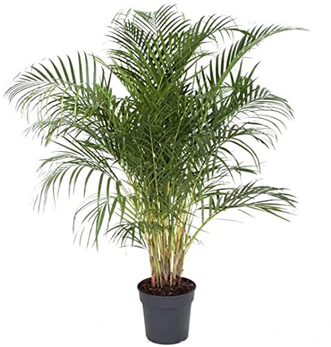 Plant in a Box - Dypsis Lutescens - Areca Goldfruchtpalme - XXL Zimmerpflanze - Luftreinigende palme - Topf 27cm - Höhe 140-150cm