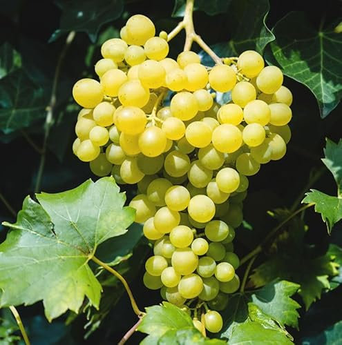 Weinrebe Polo Muskat 80-100cm - Vitis
