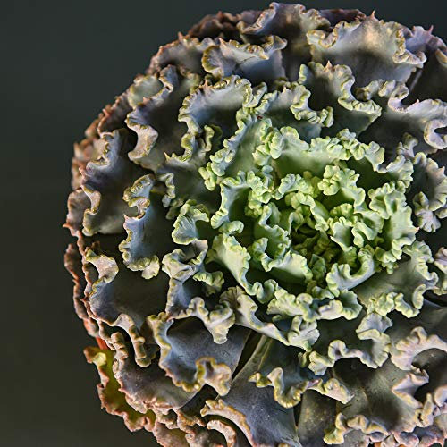 Echeveria ‘Curly Pearl’ Rare Indoor Tender Succulent House Plant, Unique Ruffled Foliage Green and Blue/Purple Tinged, Easy to Grow, 1 x 10cm Pot Echeveria ‘Curly Pearl’ by Thompson and Morgan (1)