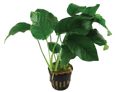 WASSERPFLANZEN WOLFF – Breitblättriges Speerblatt - Anubias barteri var. barteri | robuste Aquarienpflanze mit großen, dunkelgrünen Blättern im Topf | Aufsitzerpflanze für Wurzeln & Steine