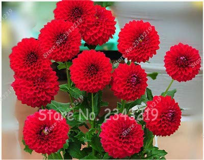 10 : New 100/Bag Dinner Plate Rainbow Dahlia Seeds, Chinese Peony Bonsai Flower Seeds for Perennial Flowers Garden Planting