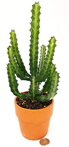 POWERS TO FLOWERS - EUPHORBIA LACTEA VULCANA, SPINA DI CRISTO, vaso 15cm, pianta vera