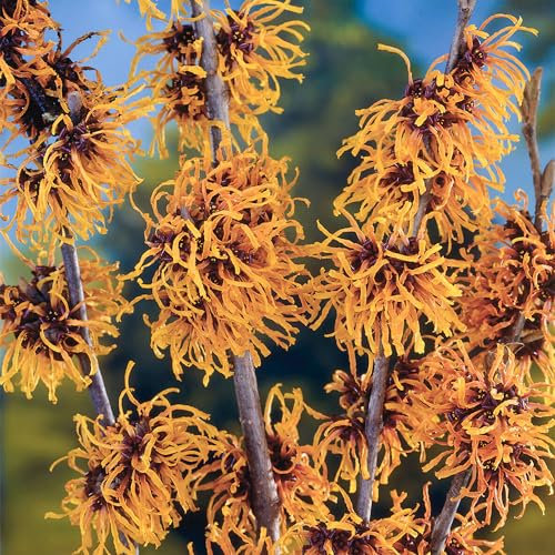 Hamamelis Orange Beauty - Witch Hazel Shrub - Winter Flowering Plants for Outdoor for All Year - Round Outdoor Garden Ready & Hardy Shrubs Winter Plants (9cm Pot, 15-25cm)