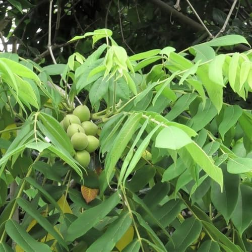 walnussbaum walnusskerne - balkongarten nuts bonsai topf topfpflanzen draußen winterhart grünpflanzen zimmerpflanzen balkon deko nüsse kräutersamen gartenkräuter biosaatgut 2samen