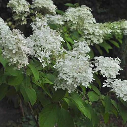 Rispenhortensie 'Phantom' - Hydrangea paniculata 'Phantom' - 40-50 cm Topf