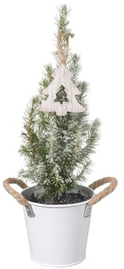 Weihnachtsbaum - Picea Glauca - Mini-Weihnachtsbaum im Eimer. Topf-Ø 13 cm - Höhe ca. 45 cm