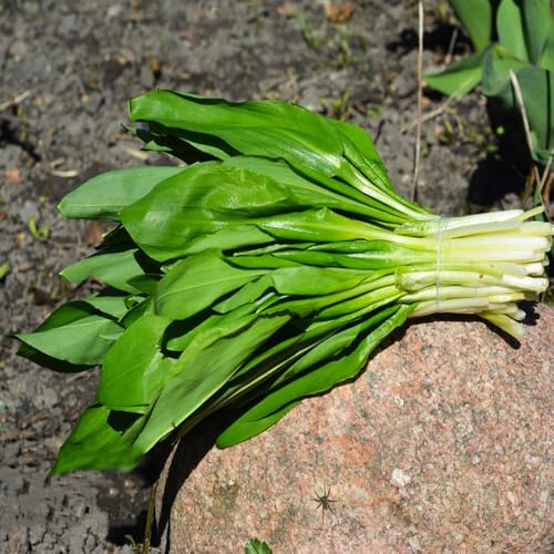 ajo silvestre - semillas de ajo silvestre Jardín de cubrir el suelo en el balcón Semillas, resistentes en contenedores, hortalizas y 60semillas