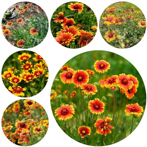 kokardenblume - exotische zimmerpflanzen hochbeet garten indoor alte sorten seltene steingarten outdoor rankpflanzen bodendecker stauden zimmerpflanze gewächshaus balkon schnittblumen 350samen