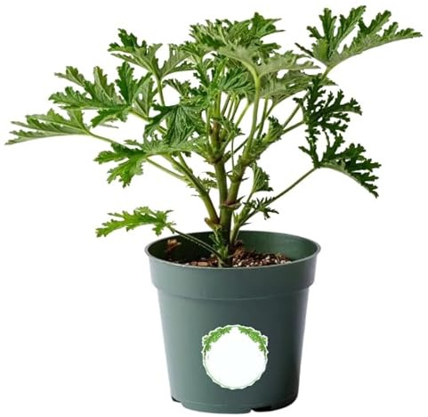Planta del GERANIO ANTIMOSQUITOS Viva Planta Natural de Interior y Exterior