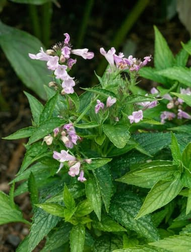 Nepeta subsessilis 9x9 cm Topf – Winterhart & Mehrjährig & Pflegeleicht – Japanische Katzenminze – Staude für Beet & Rabatte