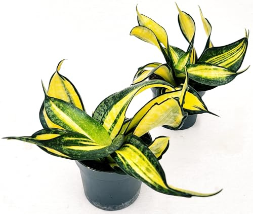 POWERS TO FLOWERS - SANSEVERIA HAHNII TWIS TORNADO, TWISTED, 2 PIANTE, VASO 10CM DIAMETRO, piante vere