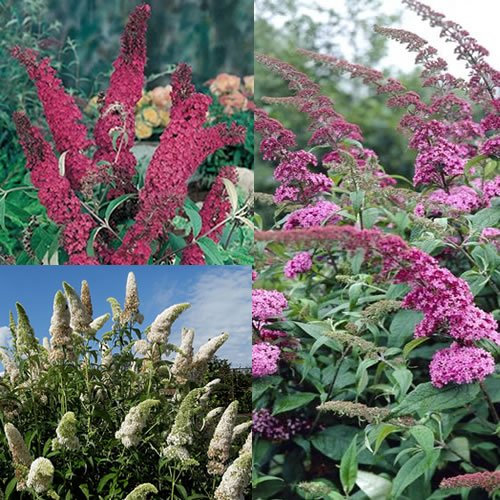 3 X GEMISCHTE BUDDLEIA ROT WEISS UND ROSA LAUBSTRAUCH WINTERHARTE PFLANZEN 3 FARBEN