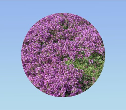 100 Graines de fleurs rampantes thym rampant serpolet - vivace Couvre - sol fleur massif bordure