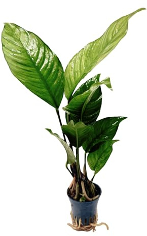 WASSERPFLANZEN WOLFF - Verschiedenblättriges Speerblatt/Anubias heterophylla | GROSS & BARSCHFEST | Robuste Aufsitzerpflanze für Cichliden-Becken | Mittel- & Hintergrund
