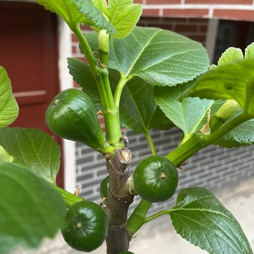 feigenbaum säulenobst zimmerbonsai bonsai pflanzenkübel spalierobst zwergobstbäume exotische zimmerpflanzen büropflanzen baumsamen feigen obstsamen dekopflanzen robuste balkonpflanzen 450samen