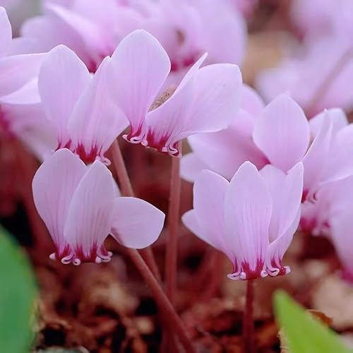semi di ciclamino - ciclamino - perenne resistente tappezzante decorazione da giardino per esterni, tappeto resistenti in vaso rare, decorazione 100pcs