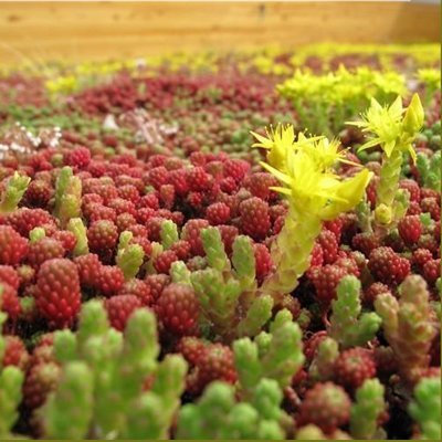 Sedum mezclaron Las Semillas - Green Roof - 100 Semillas