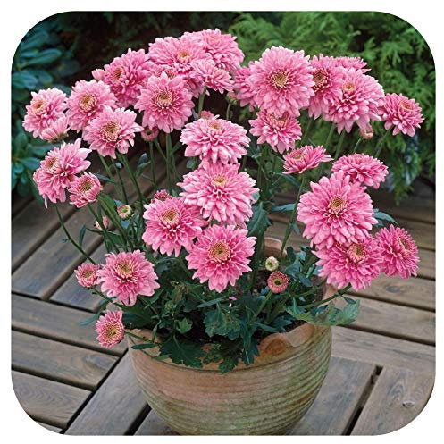 Chrysanthemum Dendranthema Early Spray Gompie Rose Plug Plant x 6 Cut Flowers