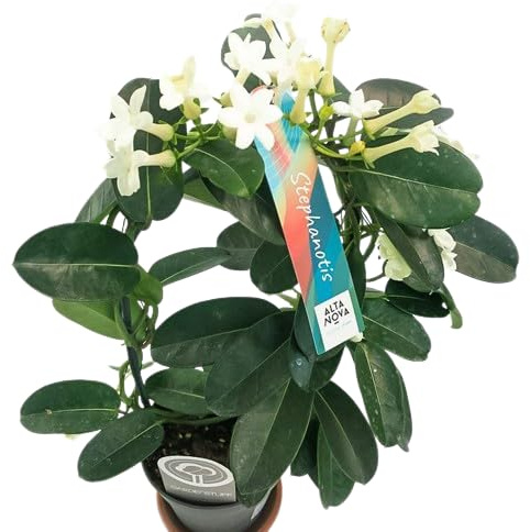 Jazmín de Madagascar Planta de Interior con Flores Blancas