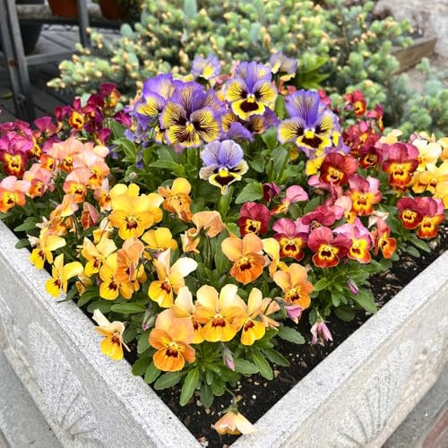Semi di viola cornuta resistenti, Viola cornuta, varietà antiche da balcone resistenti comprare viole cornute per luoghi soleggiati rare 300pcs