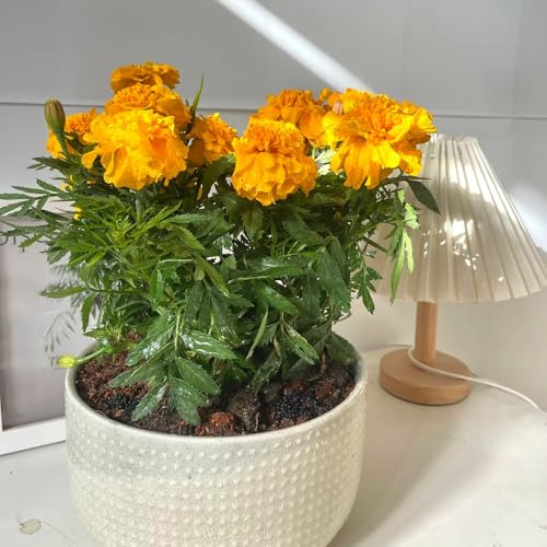 ringelblumensamen bio, deko winterharte stauden kübelpflanzen bodendecker alte sorten 900pcs