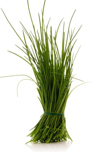 Viridis Hortus - Chives Fine Leaved - 2100 (3g's) Herb Seeds