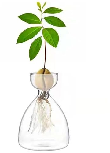 BFYDOAA Avocado-Samen-Starter-Vase, Kleiner Avocado-Baum-Glas-Pflanztopf, Klare Avocado-Wachstumsflasche für Gartenliebhaber, Kinder, Geschenk(B)