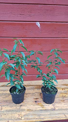 Portugiesische Lorbeerkirsche Prunus lusitanica Angustifolia T.B. 1,3 L 30-40 cm 25 Stück