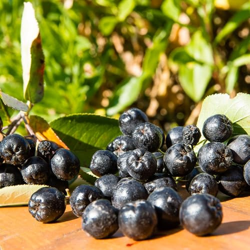 Aronia Viking 2L - Sie gilt als eine der gesündesten Beeren der Welt