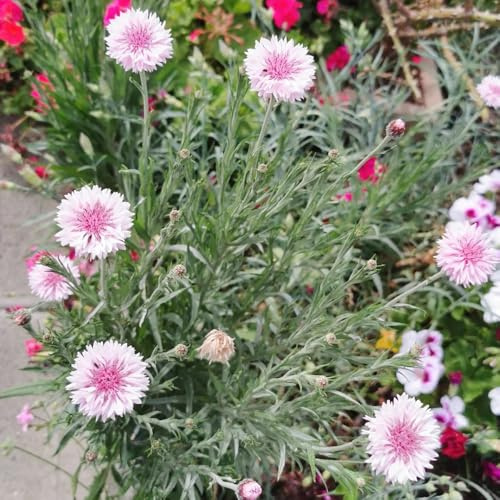 Kornblumen - stauden winterhart mehrjährig Centaurea cyanus - wildblumensamen gartenpflanzen blumensamen 250Samen