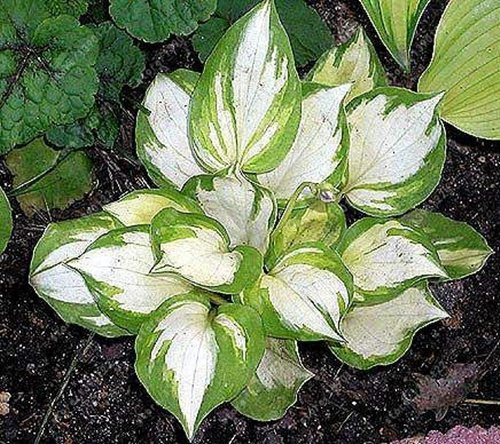 100 pcs/sac Graines de plantes vivaces hosta, Plantain Lily Flower graines de fleurs, graines couverture au sol hosta précieuses plantes de jardin à la maison 9