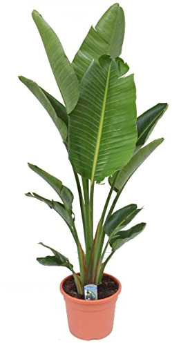 Plant in a Box - Strelitzia Nicolai XXL - Grande plante verte interieur vivante - Plante oiseau du paradis - Pot 28cm - Hauteur 150-170cm