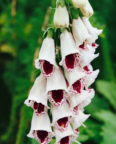 Digitalis purpurea 'Pam's Choice' 9x9 cm Topf – Winterhart, Pflegeleicht – Fingerhut – Blütenpflanze für Beet & Rabatte