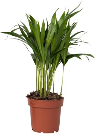 Plant in a Box - Goldfruchtpalme - Dypsis lutescens - Höhe 30-45cm - Pot 12cm - Zimmerpflanze - Grün