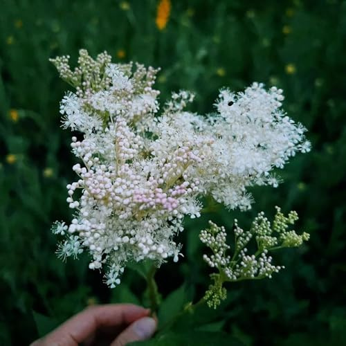 semillas de reina, semillas silvestres Filipendula ulmaria, productos sostenibles balcón lugares soleados resistentesjardín 350pcs