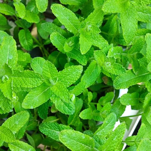 Semi di menta mela biologici, resistenti per il giardino semi di menta piperita rare semi di da cucina 400pcs