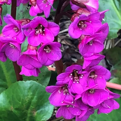Bergenia resistente - semi di bergenia da giardino semi per decorazione Bonsái giardino interno 350pcs