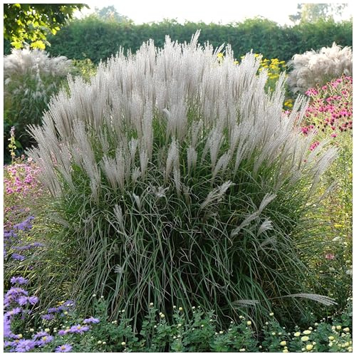 Stauden Gänge 5 x Miscanthus sinensis 'Silberspinne' Weißes Chinaschilf | Weißes Ziergras für Sonne, Blüte August bis Oktober, mehrjährig, 1 L Topf (11x11 cm)