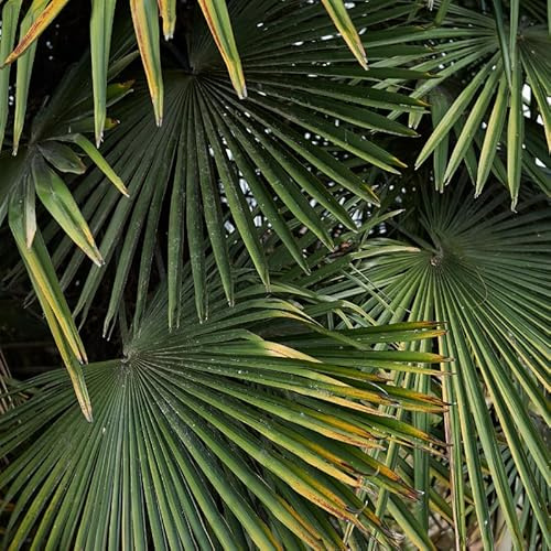 Palmier Chanvre Trachycarpus Fortunei 100 cm Pot 20l - Plante En Pot - Floraison Mai à Juin Exposition - Hauteur 100 Cm - Exposition Soleil ou Mi-ombre Sol
