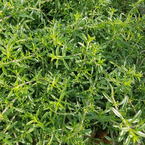 semillas de ajedrea orgánicas, cobertura del suelo resistentes para parterres elevados jardín perennes balcón 350pcs