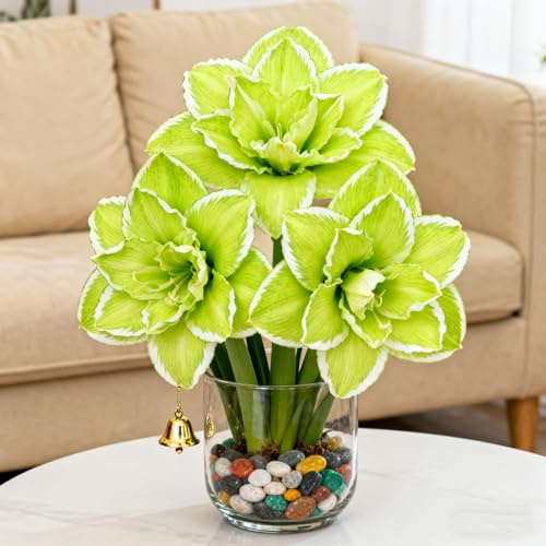Selten MehrjäHrige, Amaryllis-Rhizom In GroßPackungen, Fachgerecht Gepflanzt, GartenverschöNerung, Pflegeleicht-2 Rhizom-F